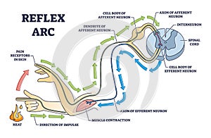 Reflex arc explanation with pain signals and receptor impulse outline diagram photo