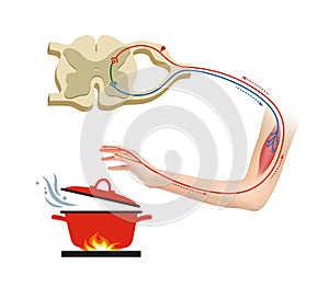 A reflex arc is a neural pathway that controls a reflex