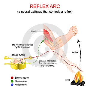 Reflex arc. A neural pathway that controls a reflex photo