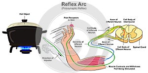 Reflex arc polysynaptic infographic diagram photo