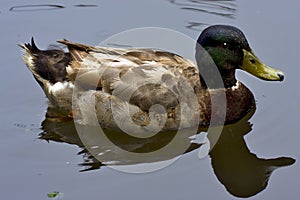 reflex of a duck photo