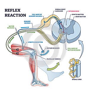Reflex reaction with knee stimulus test process explanation outline diagram.