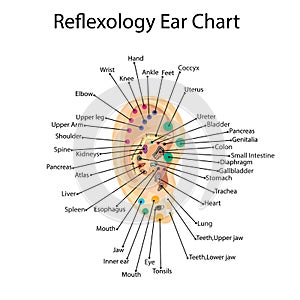 Reflex zones on the ear. Acupuncture points on the ear