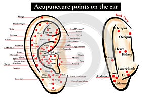 Reflex zones on the ear. Acupuncture points on the ear. Map of a