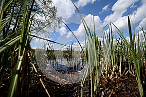 Reflexion of clouds in the spring lake