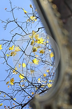 Reflexion in a mirror of autumn leaves on maple branches