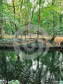 Reflexion of the nature in the forest of Vincennes, spring season, Paris, France