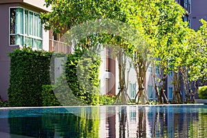 Reflexion of small trees in a clear water of pool