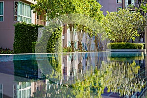 Reflexion of small trees in a clear water of pool