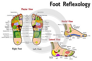 Reflexology Foot Chart