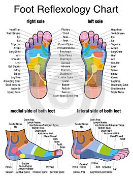 Reflexology Plantar Sole Profile Feet