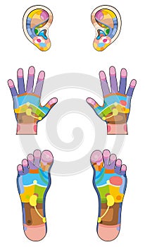 Reflexology Zones Ears Hands Feet