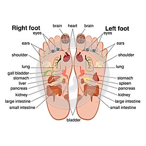 Reflexology zones of the feet