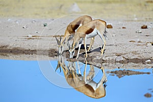 Reflextion of springbok pair at the water