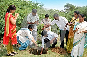 Reforestation