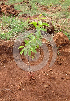 reforestation