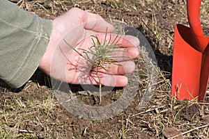 Reforestation photo