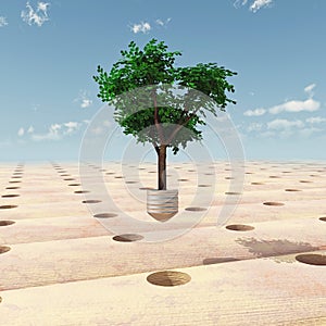 Reforestation photo