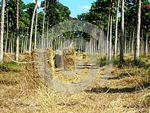 Reforestation in consortium with hay production photo