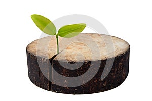 Reforestation and conservation idea as an environmental concept with Chopping Board and plant.
