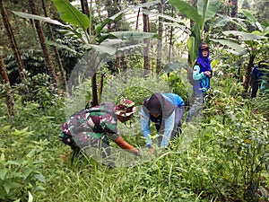 Reforestation in plot 3a area of Mount PRAHU