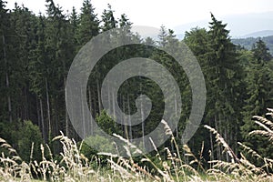 reforestation or reafforestation in a forest