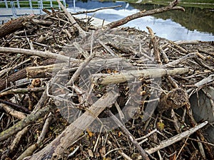 reforestation or reafforestation in a forest