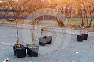 reforestation or set of young tree sapling in pots for planting in fall