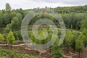 reforested area with variety of different tree species, surrounded by natural landscape