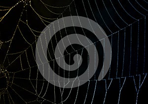 Refracted Light on a Dewy Spider Web