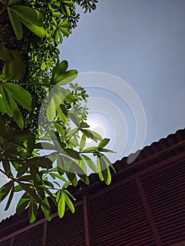 refraction of sunlight penetrating the leaves of the trees