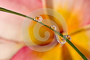 Refractive flowers in water drops