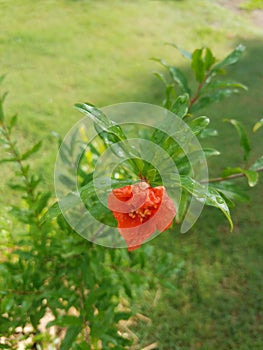 Refreshed Pomegranite flower