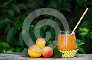 Refreshing apricot smoothies and ripe apricots in the summer garden. Summer fruits and drinks. Seasonal concept.