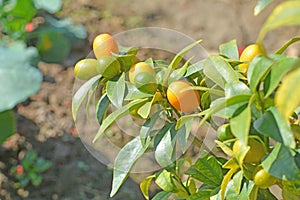 The refreshing Citrus Ã microcarpa releases a rich fragrance, adding a unique flavor to every dish. photo