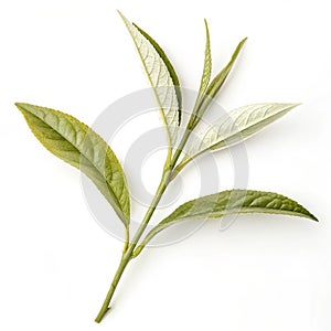 White tea isolated on white background