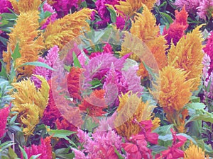 Refreshing and distinctive colors of the Plumed cockscomb blossom or Celosia argentea