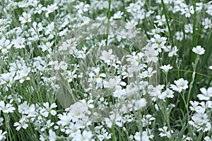 Refreshing green background with white stellate flowers