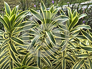 The Refreshing Green and Gold Leaf Pattern of Dracaena reflexa 'Song of India'