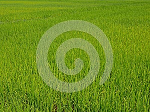 Refreshing green paddy field in summer time in a rural area of Thailand