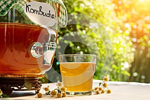 Refreshing kombucha tea with a medical camomile in old vintage bottle and glass, with label written kombucha on it on backdrop of