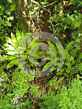 Refreshing Oxygen creating ferns in a woodland