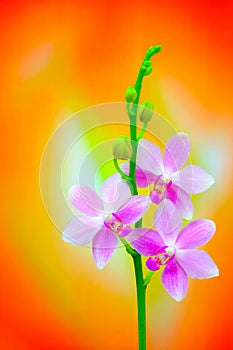 Refreshingly joyful branch of light pink orchids on colorful background