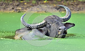 Refreshment of Water buffalo. ka. The Sri Lanka wild water buffalo Bubalus arnee migona