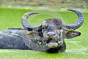 Refreshment of Water buffalo. water buffalo bathing in the pond.
