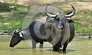 Refreshment of Water buffalos.