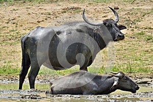 Refreshment of Water buffalos. Bubalus arnee migona,