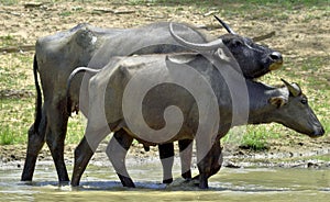 Refreshment of Water buffalos. Bubalus arnee migona,