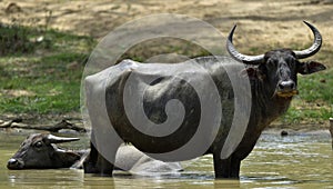 Refreshment of Water buffalos. Bubalus arnee migona,