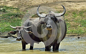 Refreshment of Water buffalos. Bubalus arnee migona,